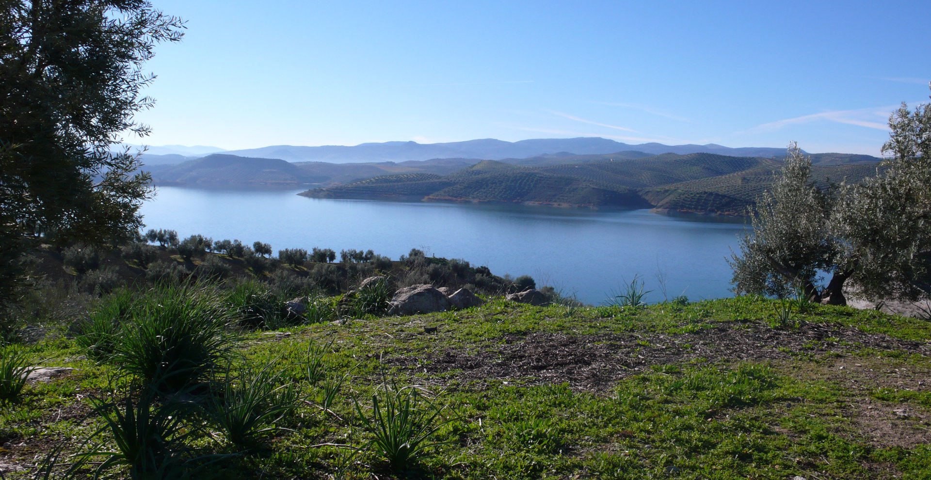 Cortijo Suerte Alta - Huile D’Olive Vierge Extra Biologique