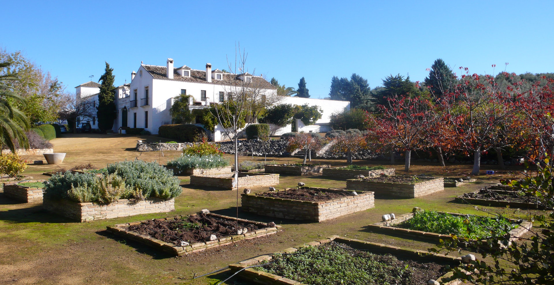Cortijo Suerte Alta - Huile D’Olive Vierge Extra Biologique