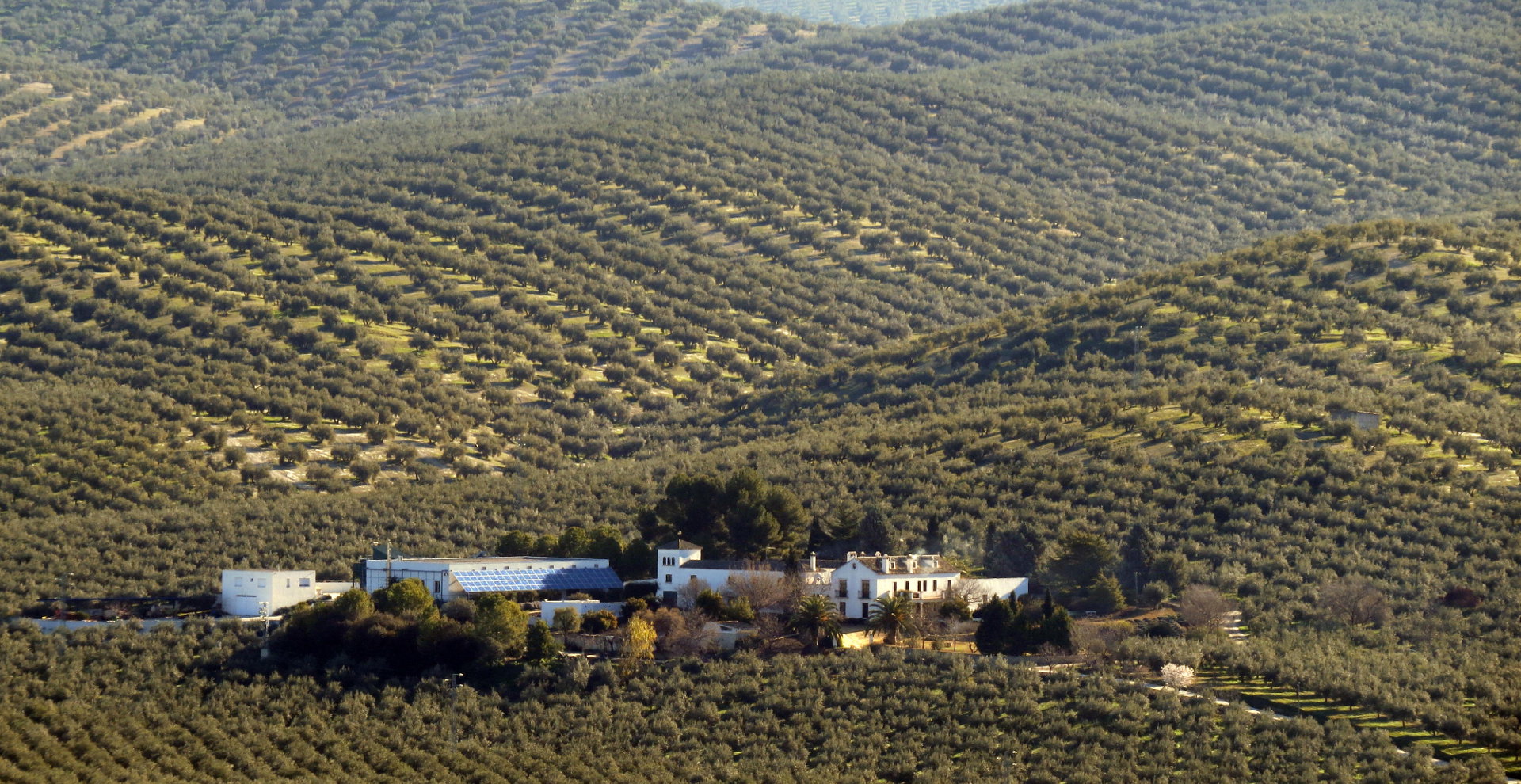 Cortijo Suerte Alta - Huile D’Olive Vierge Extra Biologique