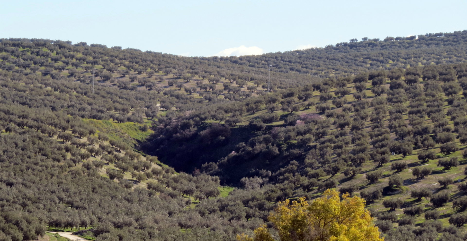 Cortijo Suerte Alta - Huile D’Olive Vierge Extra Biologique