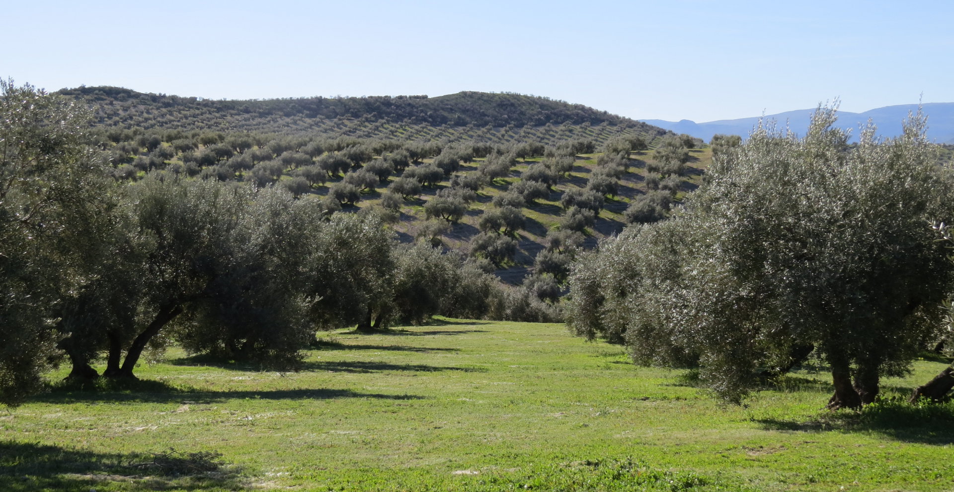 Cortijo Suerte Alta - Huile D’Olive Vierge Extra Biologique