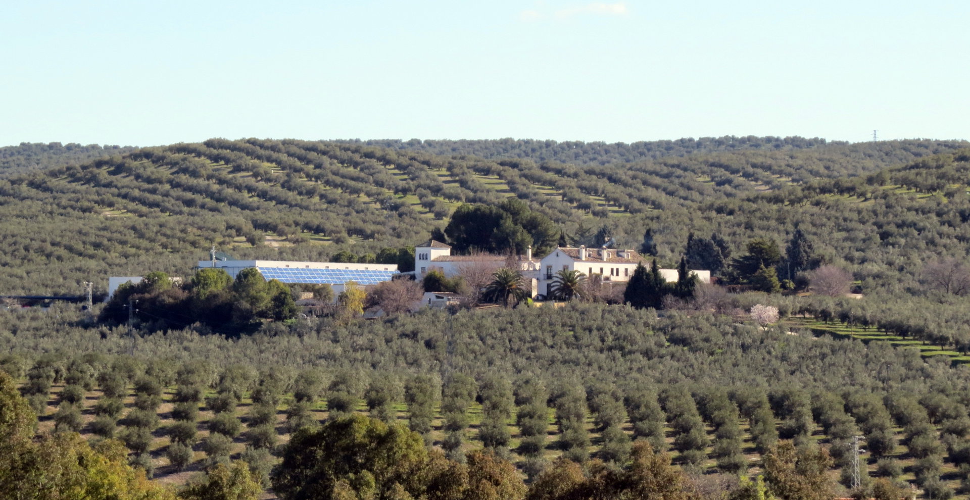 Cortijo Suerte Alta - Huile D’Olive Vierge Extra Biologique