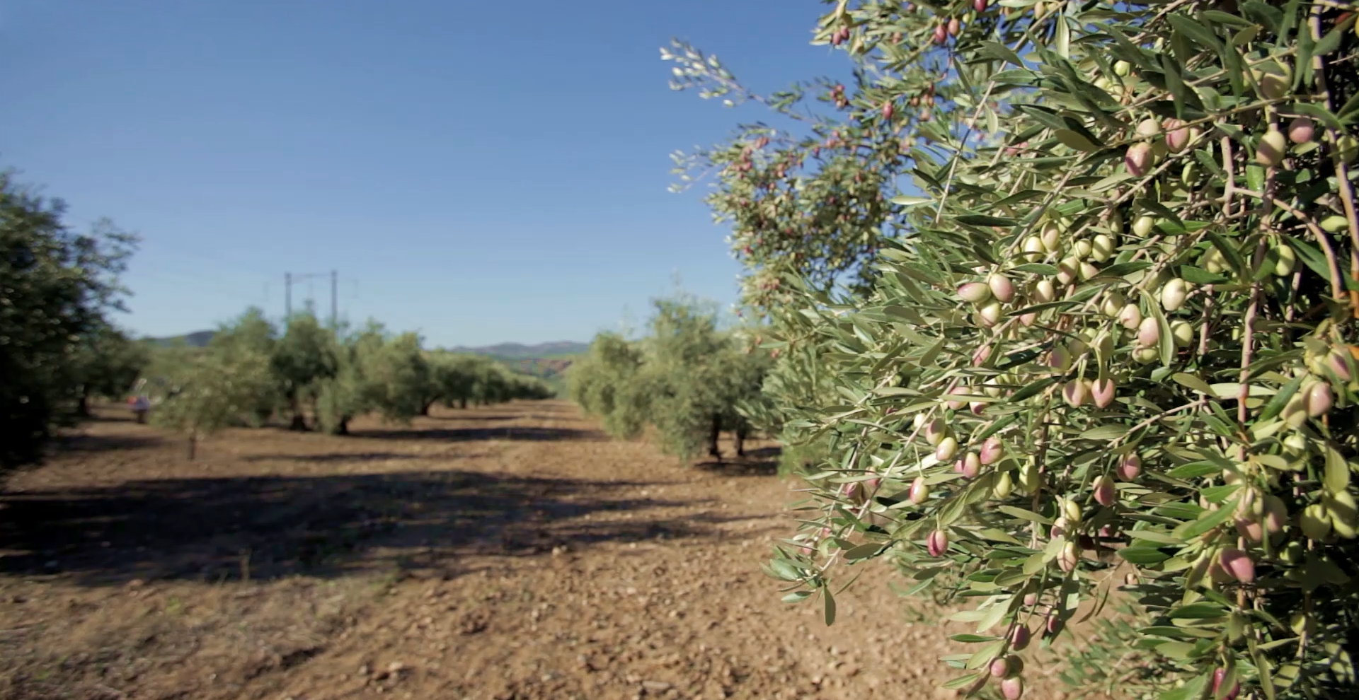 Cortijo Suerte Alta - Huile D’Olive Vierge Extra Biologique