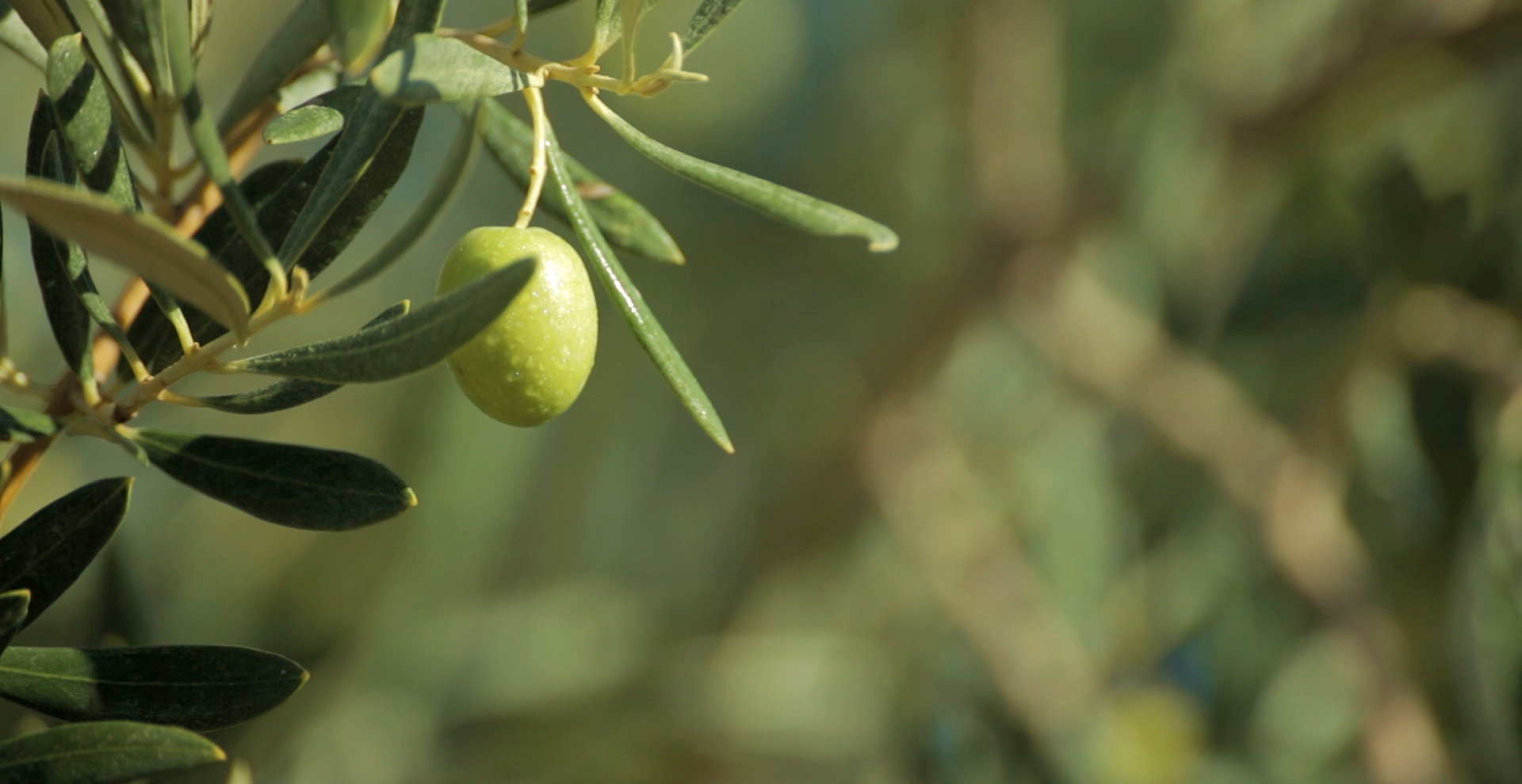 Cortijo Suerte Alta - Huile D’Olive Vierge Extra Biologique