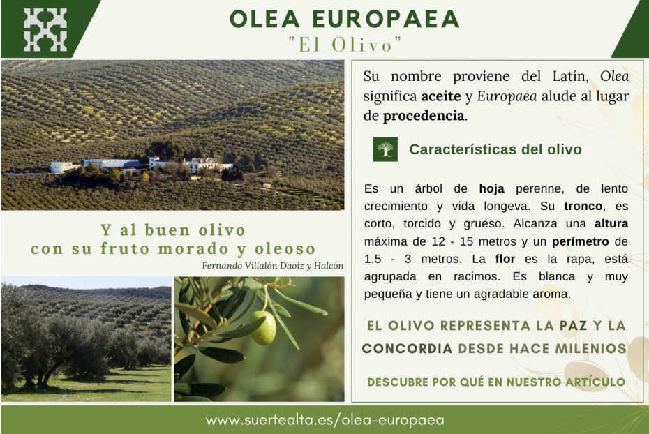 Olea Europaea
