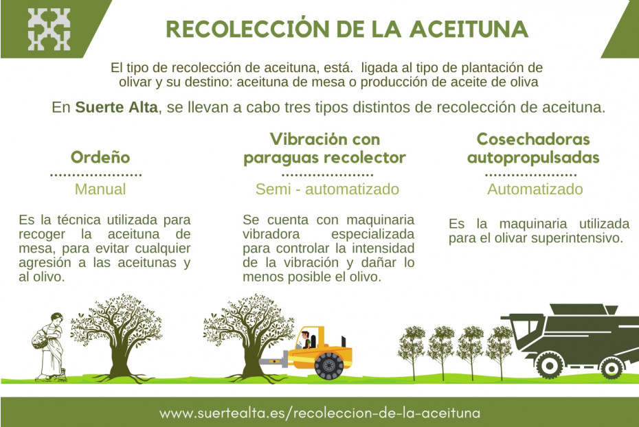 Récolte des olives