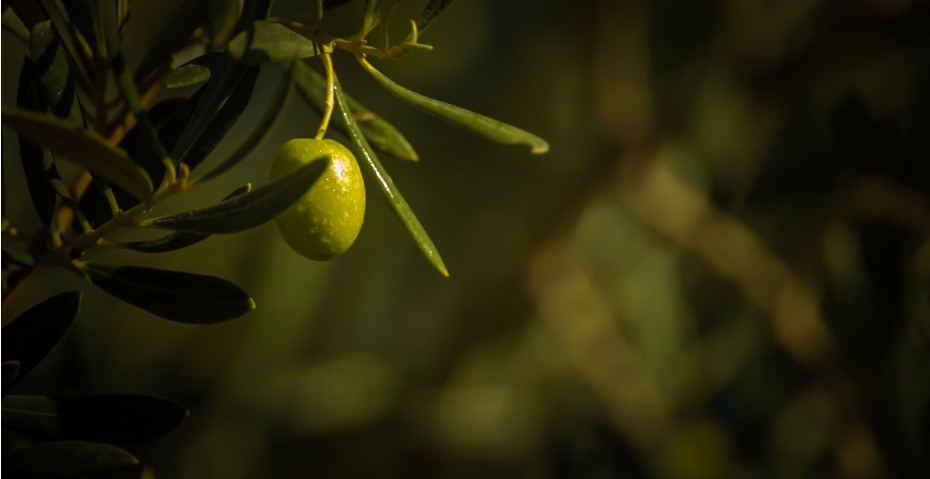 La DOP Baena premia sus mejores aceites virgen extra