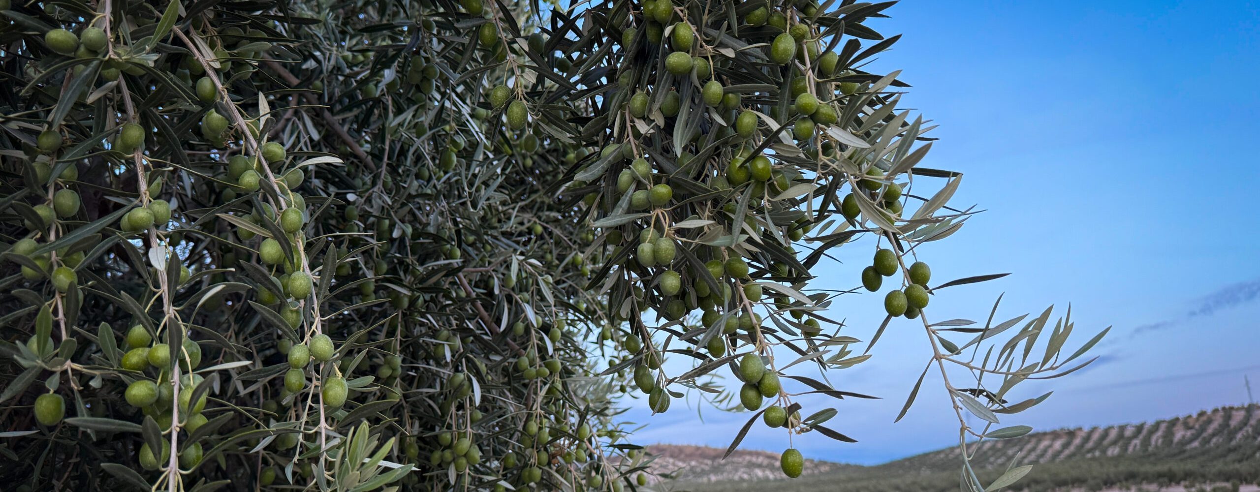 Aceituna (1)